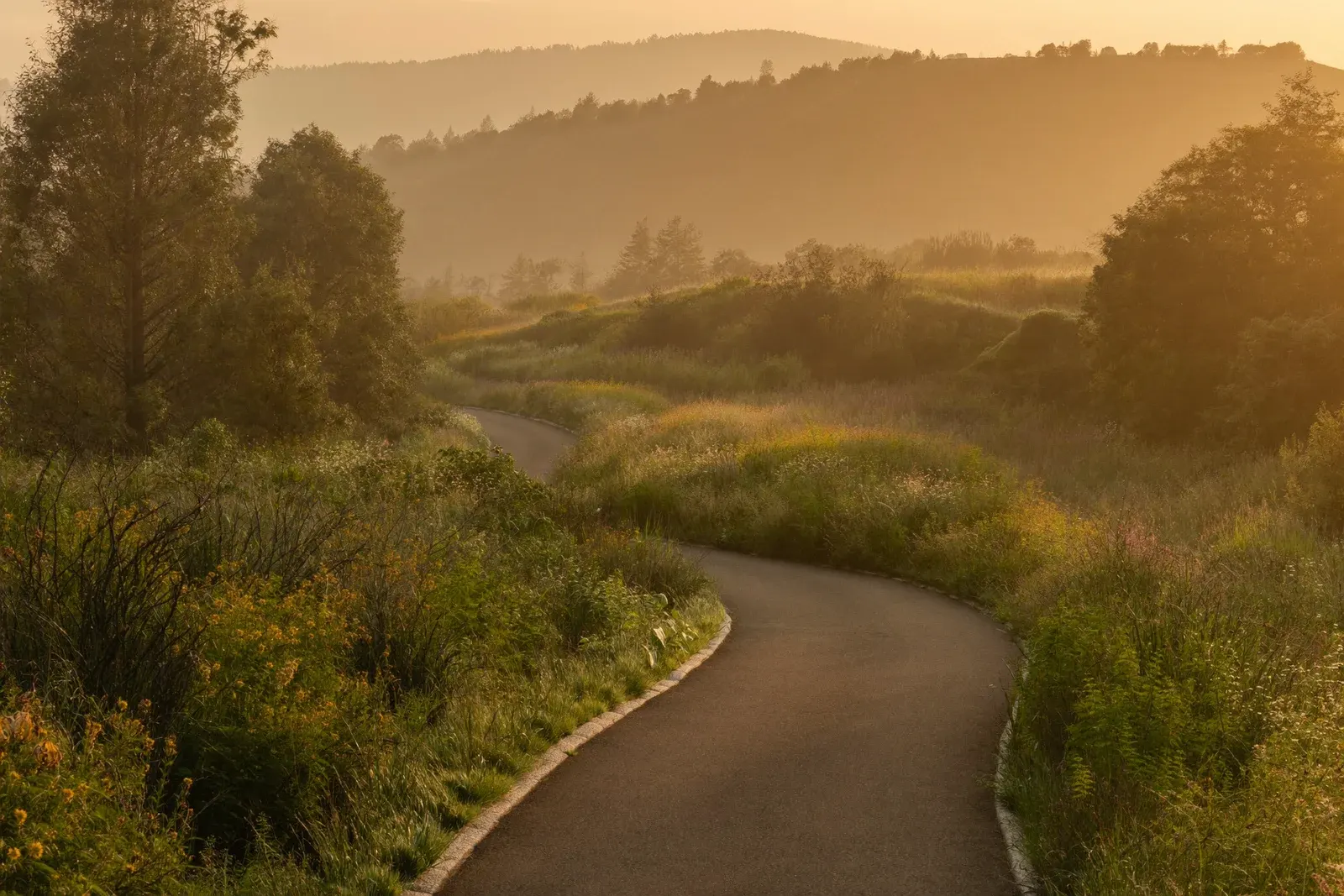 A garden path winding through golden morning light toward soft hills